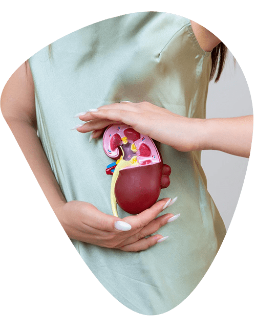nefrologia-renal.png